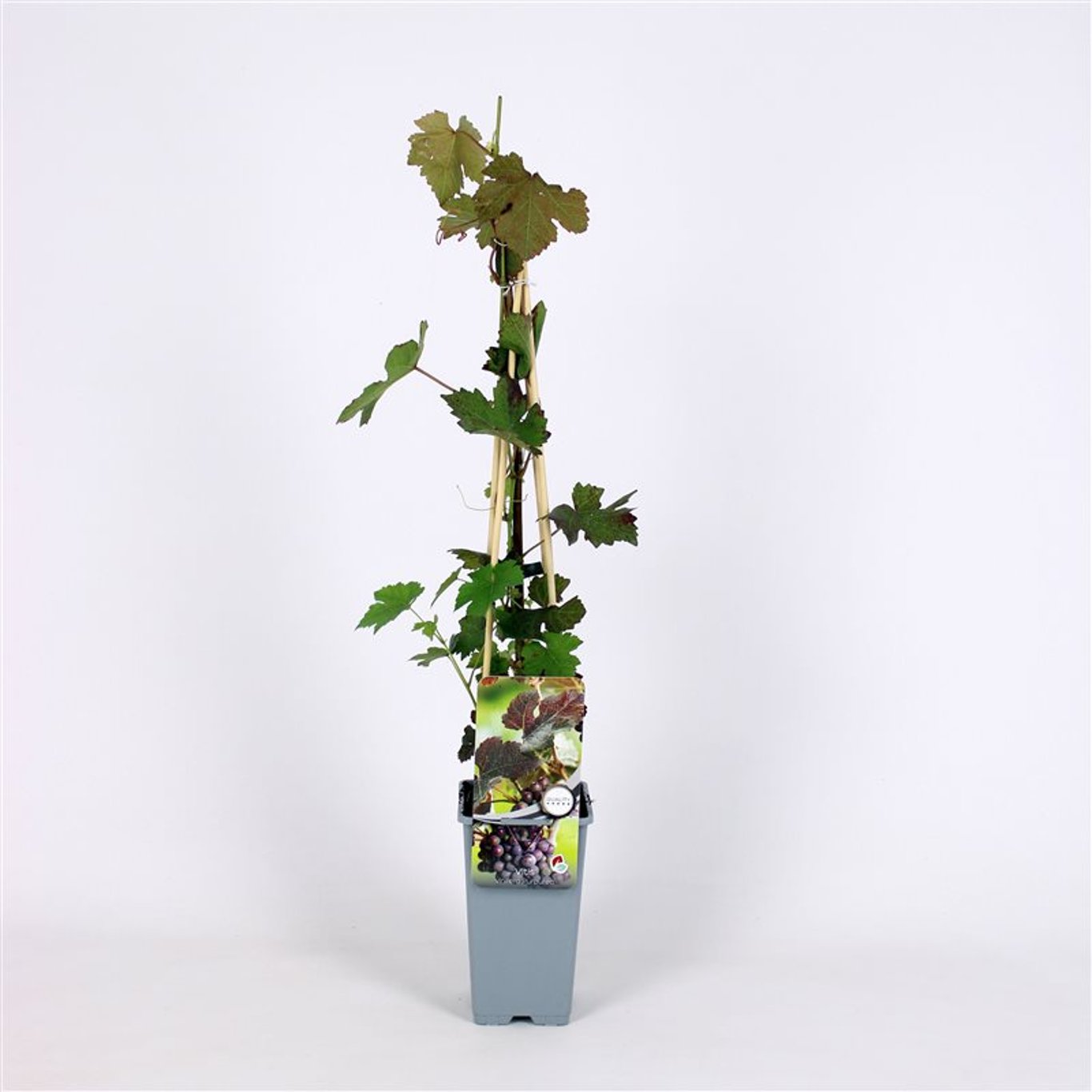 Vitis vinifera 'Purpurea' - C2 70/+ CM